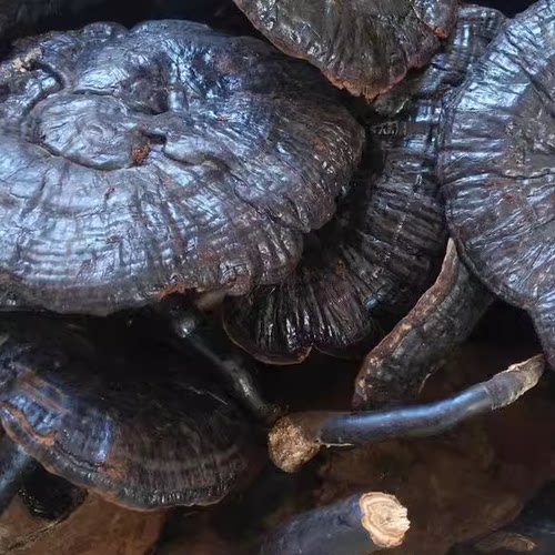 黑灵芝 长白山非野生黑色灵芝紫灵芝 500g包邮 中药材农产品 - 图0