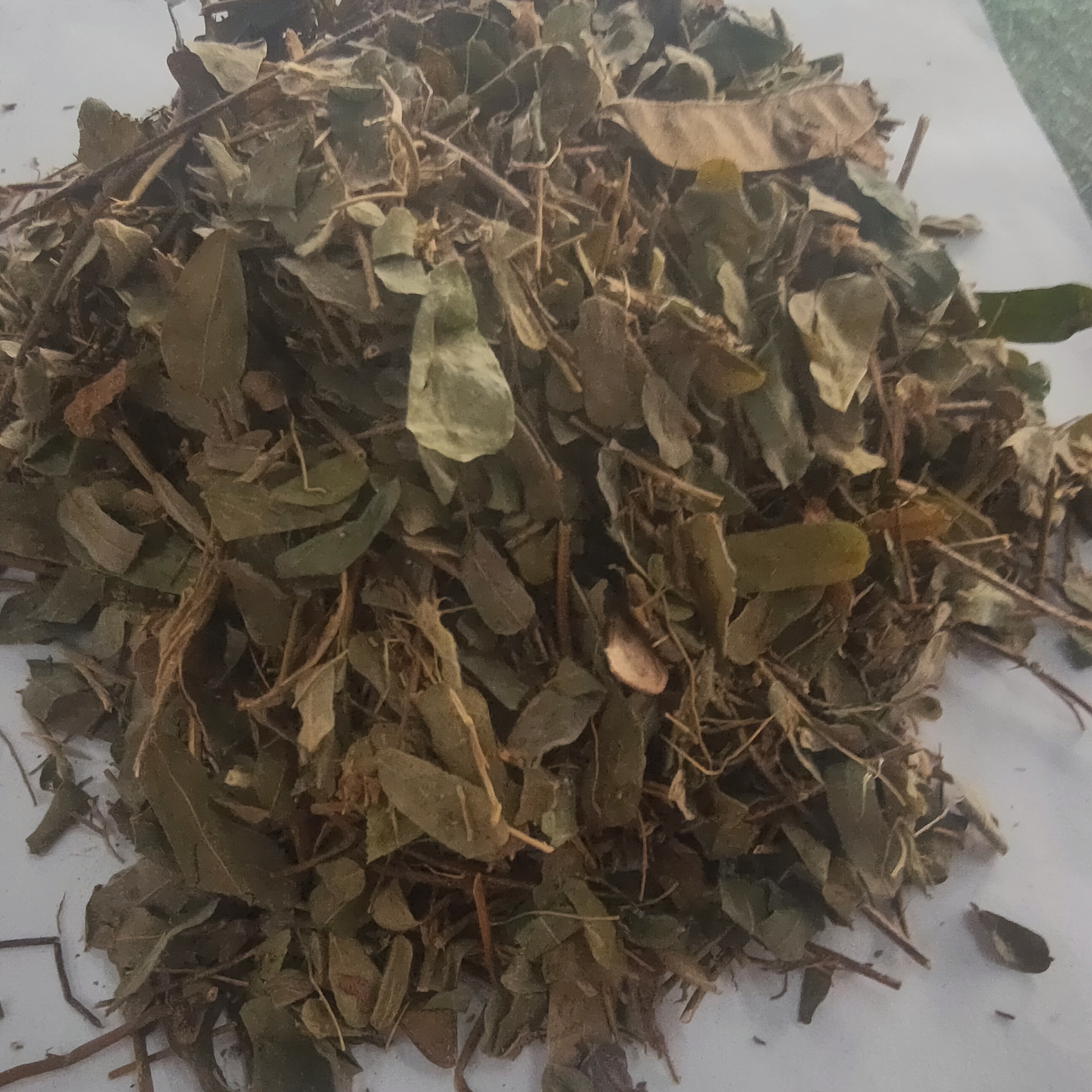 鸡骨草叶 拍3斤包邮 鸡骨草茶叶 广西鸡骨草泡茶 500g克 中草药材 - 图0