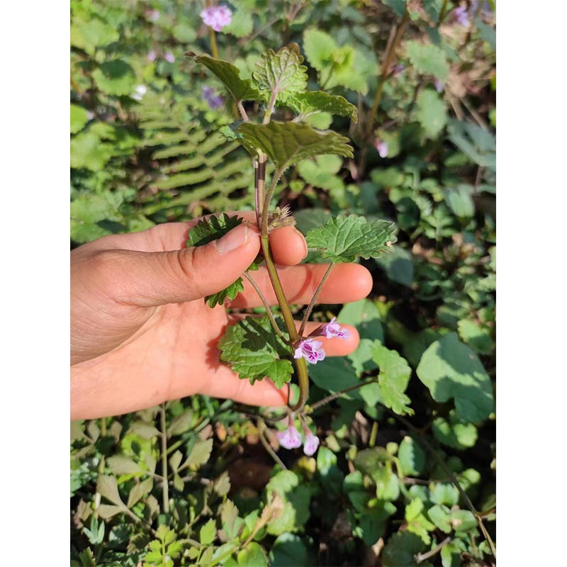 四川大山新鲜大透骨消天然中草药材连钱草连线草干货铜钱草驳骨消 - 图1