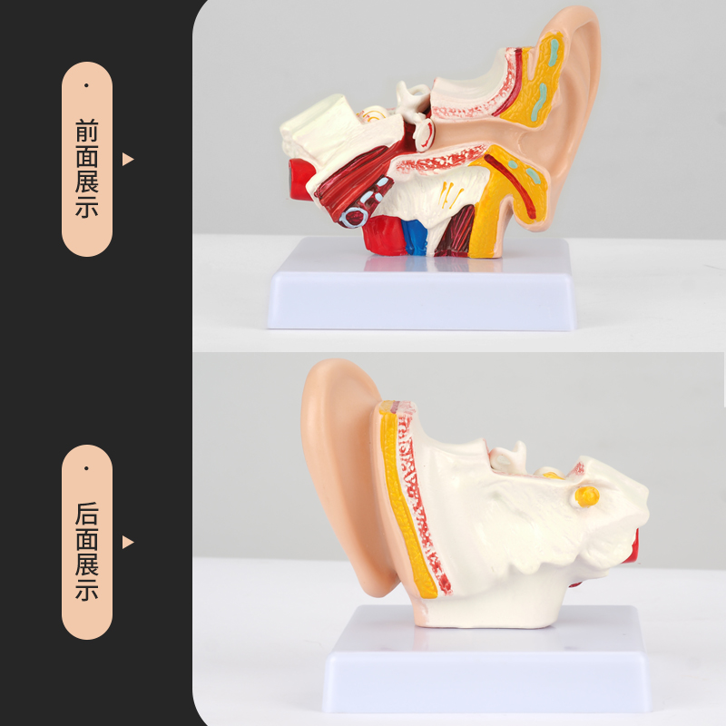 采耳耳朵模型桌上型耳朵解剖结构耳道模型外中内耳部听觉系统器官 - 图1