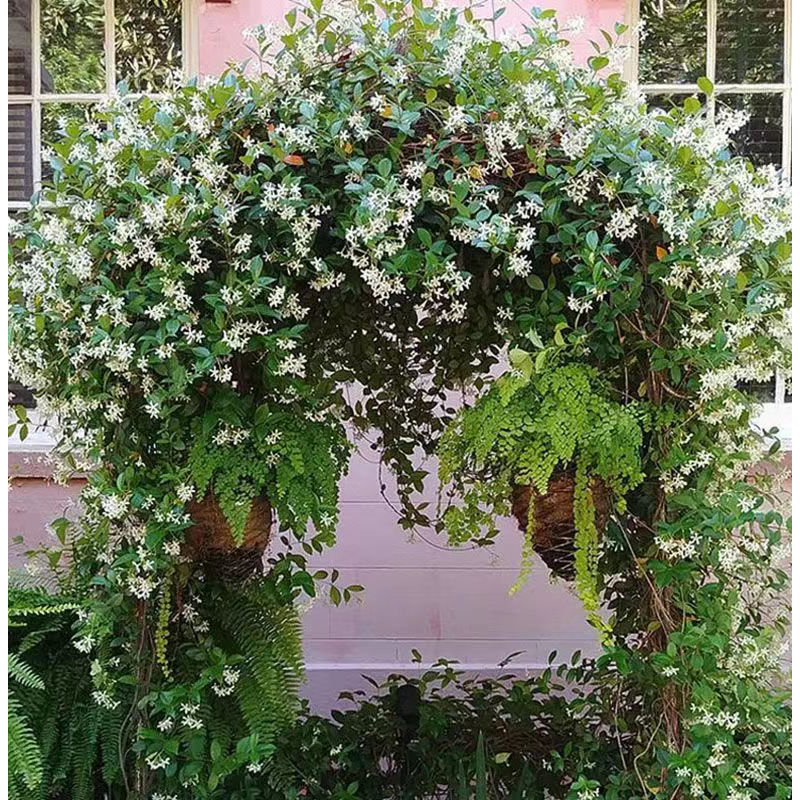 风车茉莉爬藤植物大苗粉色攀援花卉阳台庭院四季常青浓香花卉耐寒