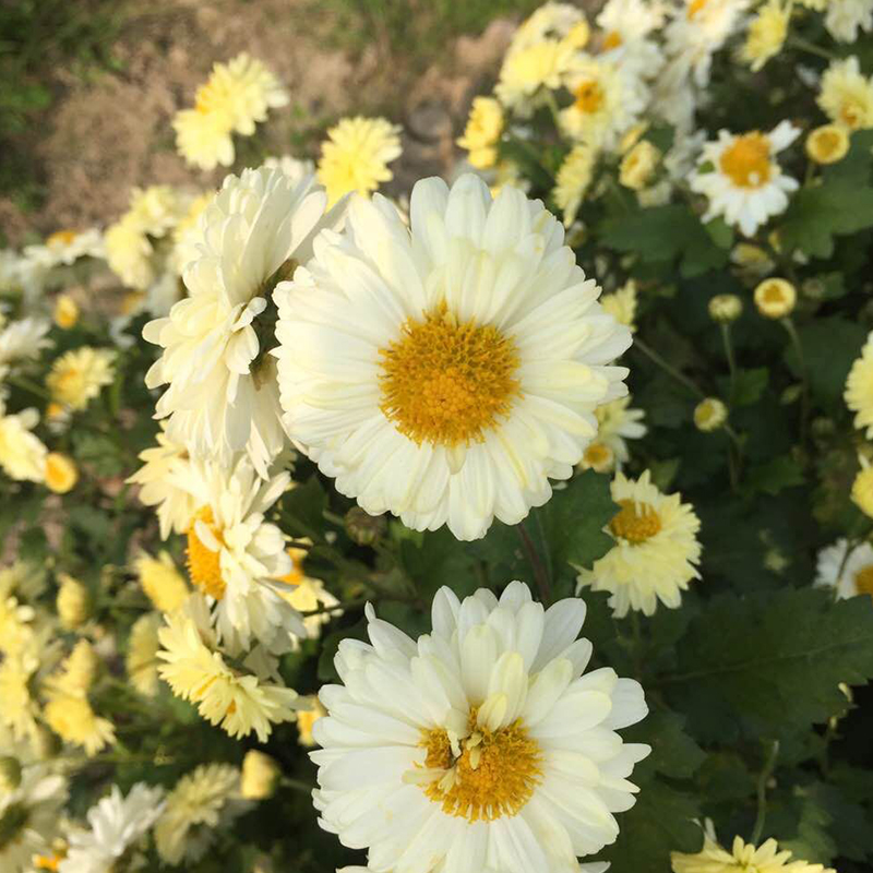 正宗桐乡菊花茶特级杭白菊正品原产地白菊花朵花泡茶泡水花茶新花-图0