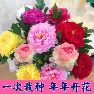 牡丹花苗洛阳盆栽正宗大苗带花苞牡丹花种耐寒重瓣花卉牡丹花树苗 - 图1