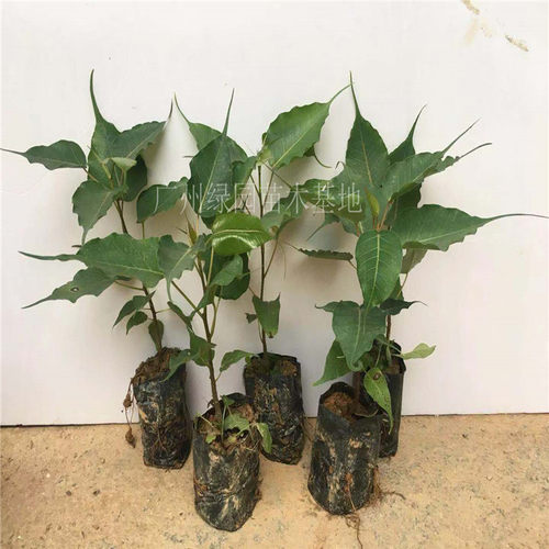 正宗菩提树苗金刚菩提树苗圣树文化瑰宝平安树菩提榕树苗盆栽 - 图1