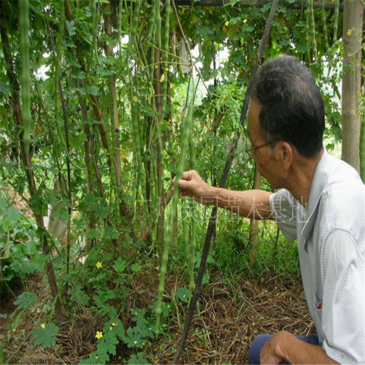 珍稀名贵苗辣木苗食用神奇印度辣木苗盆栽辣木树苗正宗印度辣木树 - 图0