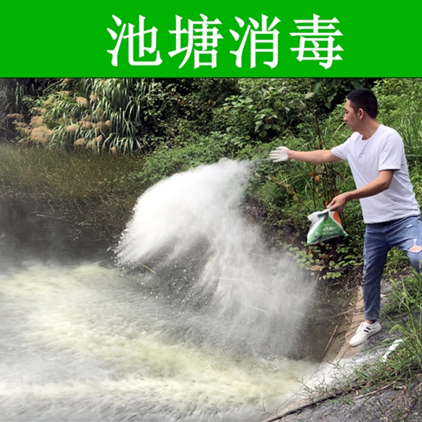 熟石灰粉氢氧化钙5斤消石灰杀菌消毒剂改善水质改良土壤树木刷白 - 图1