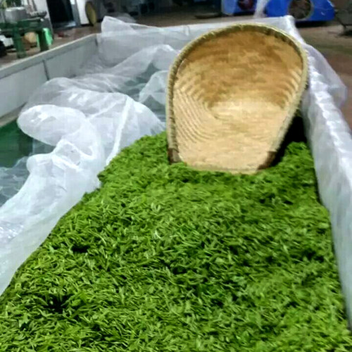 500g凤冈颗粒绿珠粗老茶贵州遵义湄潭高山云雾谷雨耐泡宝石绿茶叶 - 图2