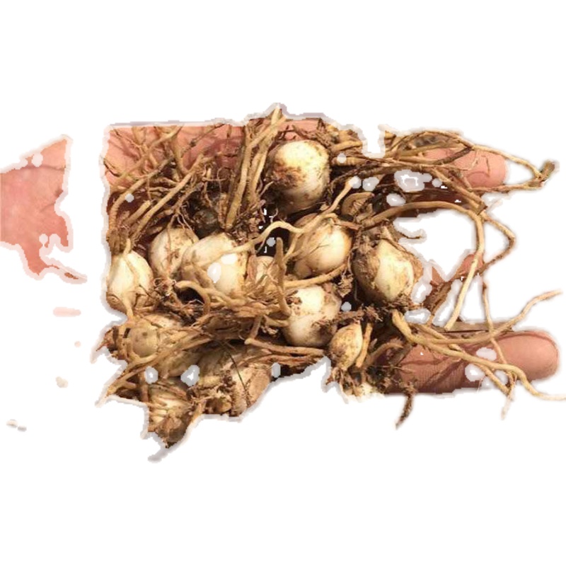甘肃兰州新鲜食用甜百合种子百合种球花带根种苗500g 甘肃兰州新鲜食用甜百合种子百合种球花带根种苗500g