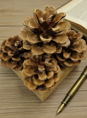 【硬壳松果】 硬壳松果 豆荚娃娃果壳种子风铃DIY天然装饰材料