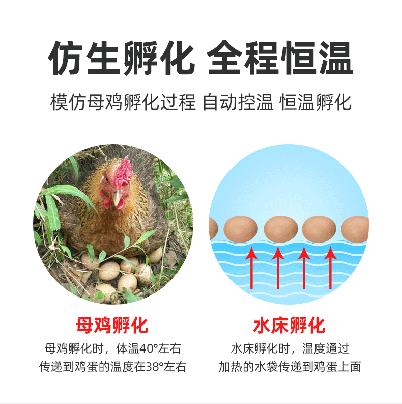 孵化器小型家用芦丁鸡孵蛋器小鸡孵化机全自动鸡蛋智能水床孵化箱 - 图1