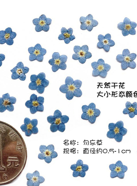 迷你花美甲六倍利小水仙勿忘草