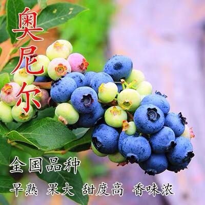 蓝莓苗树莓盆栽苗奥尼尔果树果苗果树苗种植苗南方水果树盆栽水果 - 图2