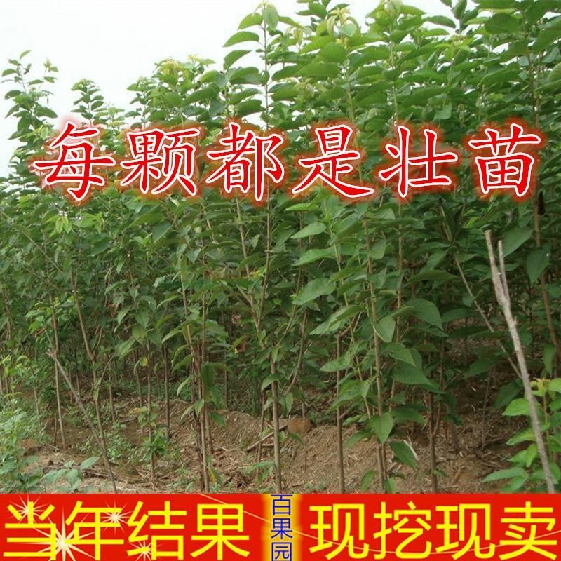 樱桃大车厘子树苗美国艳阳苗果树苗南北方盆栽地栽种植车厘子苗-图0