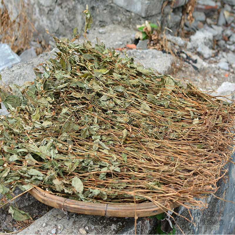 野生鱼腥草干货新鲜生晒泡水喝原料500g全颗折耳根无硫夏季养生茶-图0