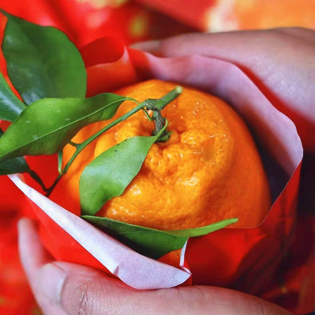 顶橘春见粑粑柑礼盒装6.5斤当季新鲜水果橘子蜜橘桔子味甜嫩多汁,淘宝优惠券,粉丝福利购,淘宝优惠卷