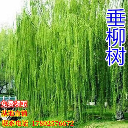 黄金柳树苗 金丝垂柳 直生小柳树枝条垂杨柳树苗旱柳树南北方种植 - 图0