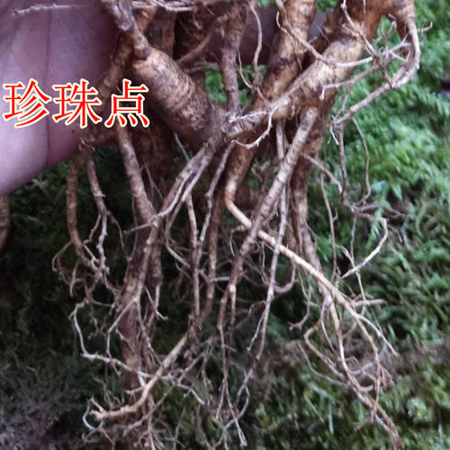 东北长白山15-20年野山参带土新鲜人参林下参移山参残参泡酒包邮 - 图0