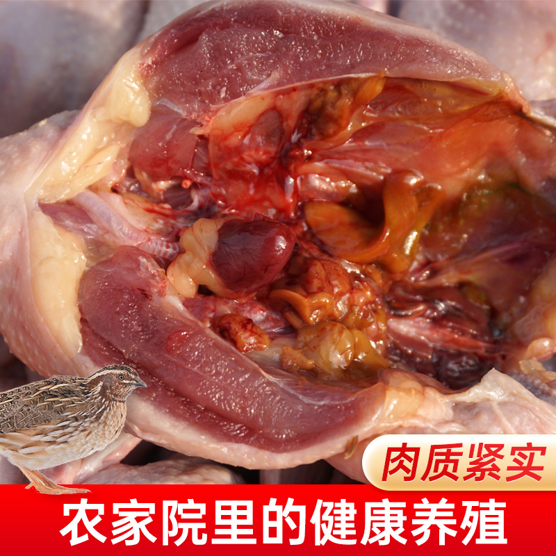 新鲜鹌鹑特大母鹌鹑肉冷冻鲜货活体现杀白条炖汤烧烤生骨肉10只 - 图2