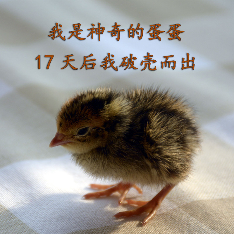 鹌鹑种蛋 受精蛋可孵化新鲜鹌鹑蛋鸟蛋可孵鹌鹑种蛋新鲜鹌鹑蛋,淘宝优惠券,粉丝福利购,淘宝优惠卷