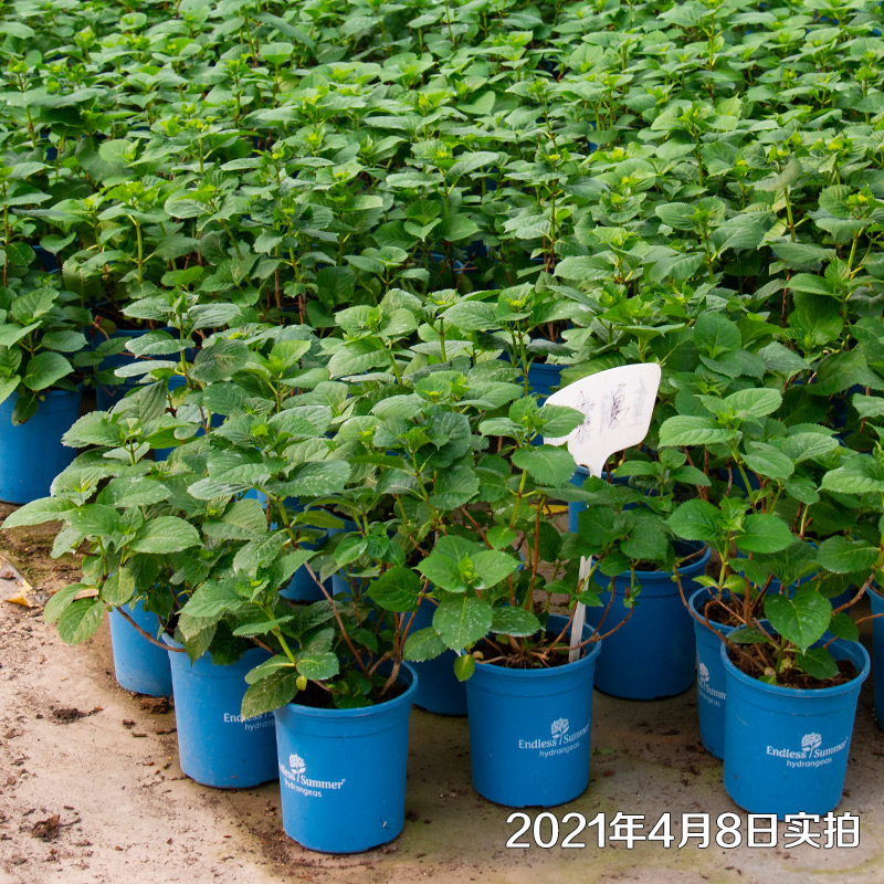红豆园艺无尽夏怒放绣球花苗蓝色植物新品种盆栽花卉bloomstruck 红豆园艺无尽夏怒放绣球花苗蓝色植物新品种盆栽花卉bloomstruck