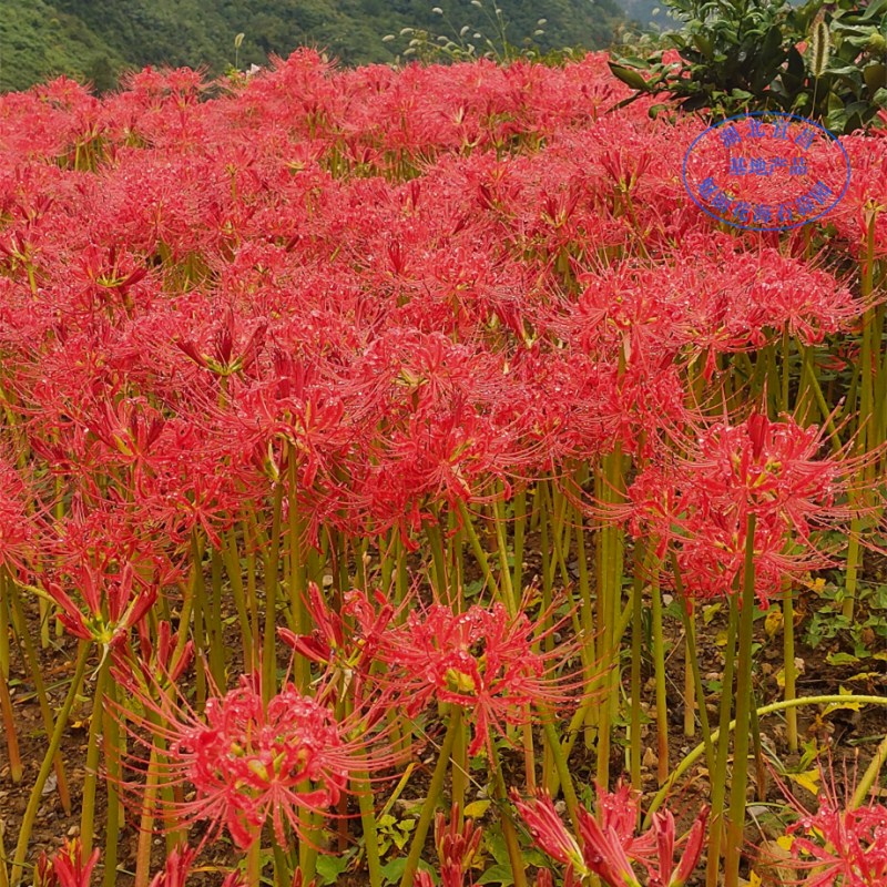 精品曼珠沙华 彼岸花种球盆栽 石蒜种球 彼岸花种子 超大5年球根 - 图0