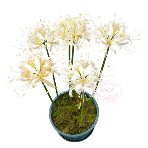 石蒜花种球 绿植白色彼岸花种子 曼珠沙华盆栽 室内四季盆栽花卉 - 图3