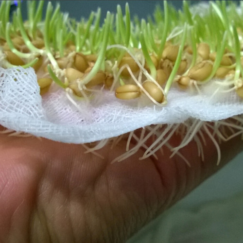 种植小麦草专用 快速发芽法及水培猫草用纱布 非灭菌 - 图0