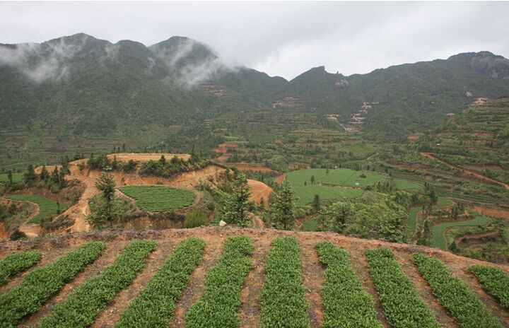 买1送1 新茶铁观音浓香型特级兰花香秋茶 铁观音王茶叶1725乌龙茶