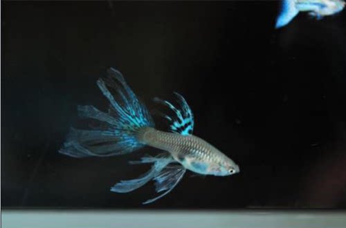 孔雀鱼蓝草尾兰草观赏鱼热带鱼活体缎带大c蝶翼燕尾种鱼纯种精品 - 图1