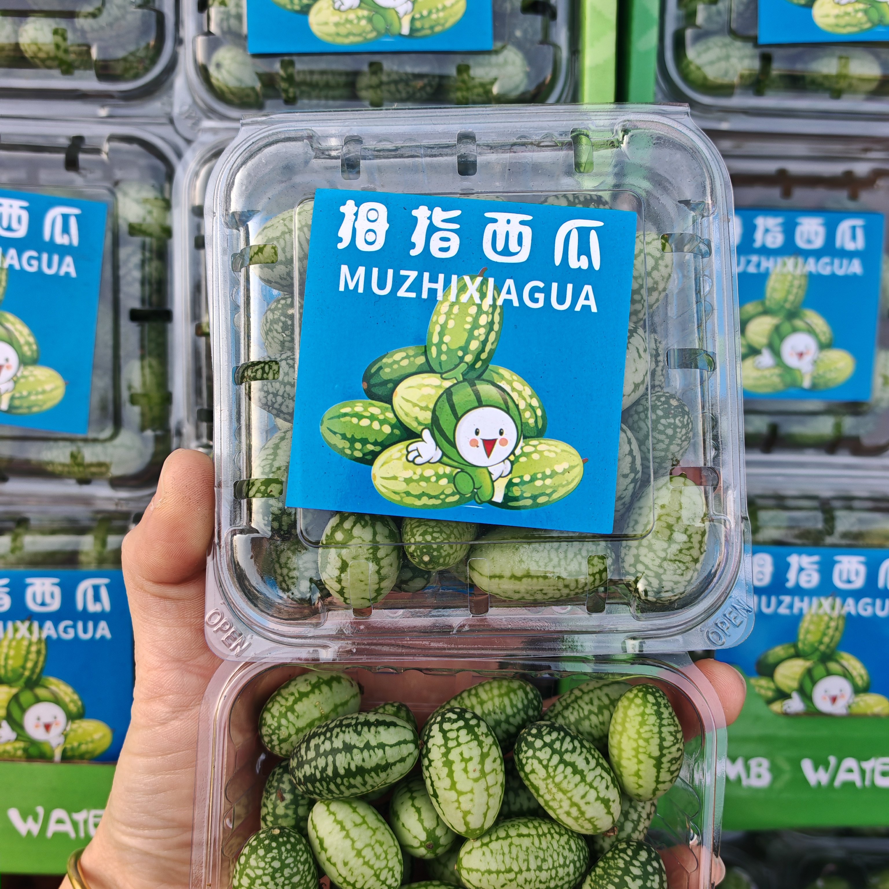 （顺丰包邮）当季现货迷你拇指小西瓜新鲜脆甜多汁小西瓜时令水果,淘宝优惠券,粉丝福利购,淘宝优惠卷