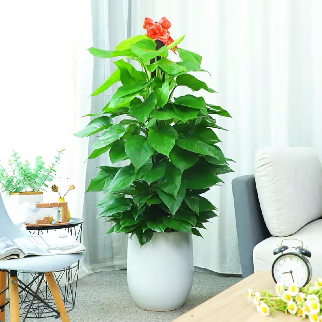 珠海同城绿植盆栽植物室内大叶绿萝柱发财树金钱树净化空气大绿萝,淘宝优惠券,粉丝福利购,淘宝优惠卷