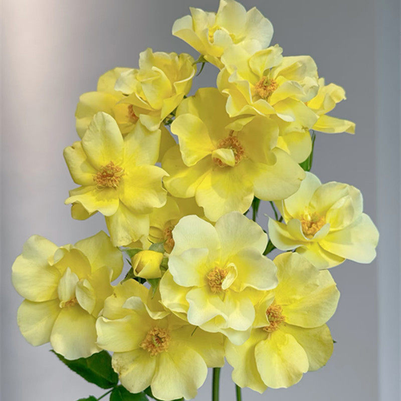 低维护地被柠檬酒梅迪兰月季花长势快勤花耐热阳台盆栽庭院种植,淘宝优惠券,粉丝福利购,淘宝优惠卷