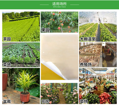粘虫板黄板双面诱虫板除蓟马小黑飞蚜虫苍蝇果园户外大棚物理杀虫 - 图1