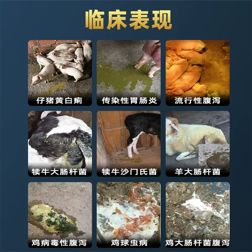 Пищеварение и рассылка дизентерии ветеринарной пероральной жидкости для ветеринарных свиней, крупного рогатого скота и овец, упрямой диареи, поросят, желтого и белого энтерит дизентерии
