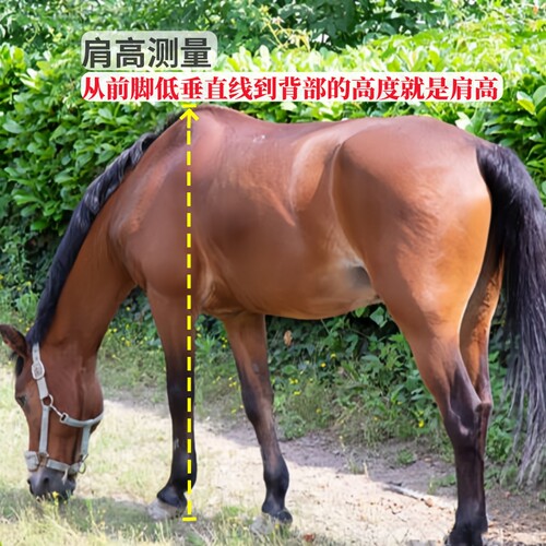 马具马术马笼头马笼套马嘴笼自带嚼子水乐牵马调教马龙头马匹装备 - 图3