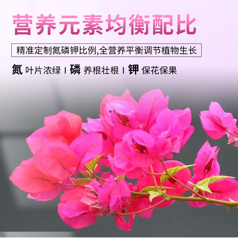 三角梅开花专用肥爆花营养液促花养花复合肥家用盆栽通用水溶性肥,淘宝优惠券,粉丝福利购,淘宝优惠卷