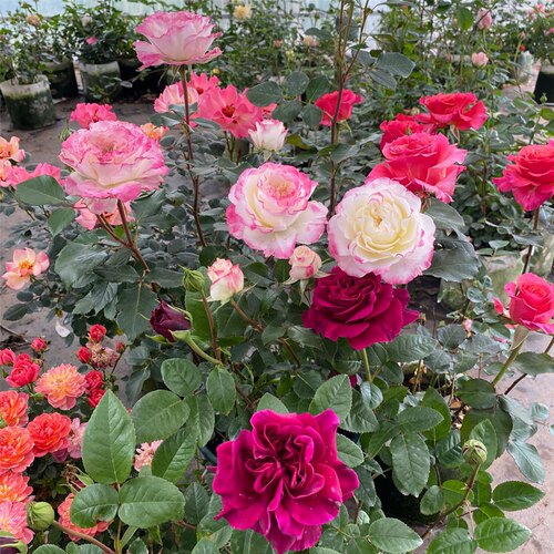 爱园花卉  直播选苗 一物一拍 - 图1