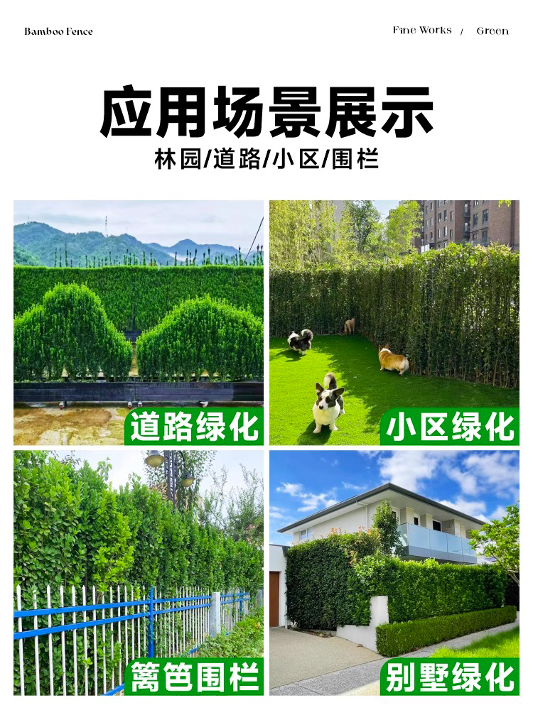 冬青树苗北海道黄杨法国直立篱笆墙庭院围墙植物四季常青耐寒树苗-图3