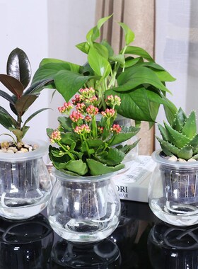 绿萝水养植物富贵竹栀子四季常青