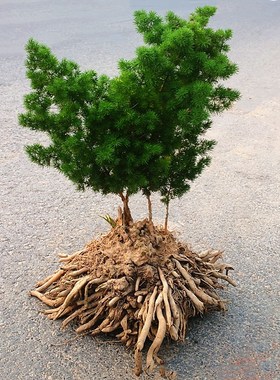 蓬莱松盆栽植物绣球松水松叶好养花卉室内阳台盆景绿植四季长青
