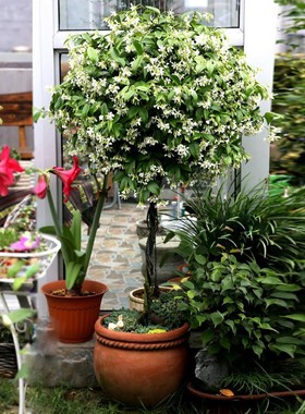 棒棒糖型风车茉莉花苗盆栽银丝茉莉爬藤花卉阳台庭院四季常青植物