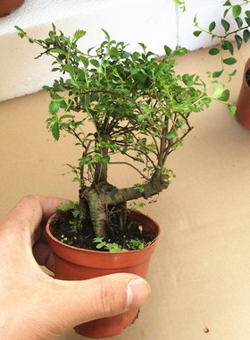 小叶榆树盆景植物家庭客厅室内禅意绿植四季常青创意绿色观叶s弯