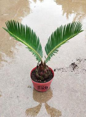 阳台庭院四季常青绿植