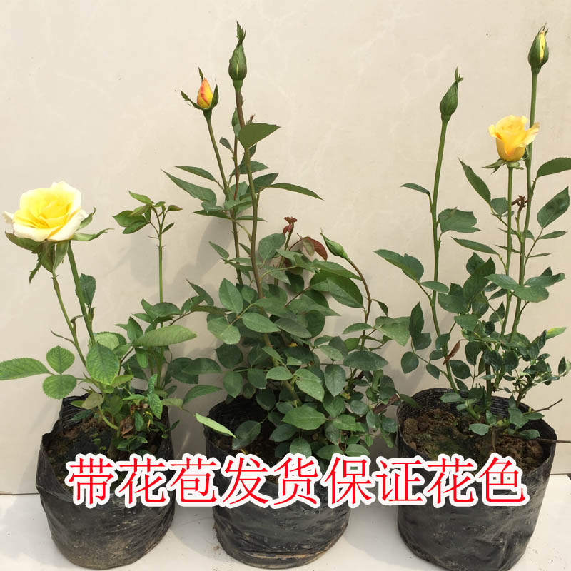 带花苞大花月季花苗四季种植浓香花卉室内外庭院植物盆栽包邮