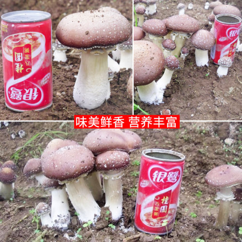 大球盖菇  赤松茸菌包菌子 蘑菇菌包 食用菌菌包家庭蘑菇盆栽阳台 - 图2