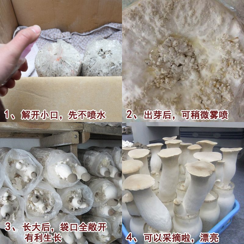 杏鲍菇种菌包食用菌棒菌包菌种种子蘑菇多肉植物阳台养殖包邮特 - 图0