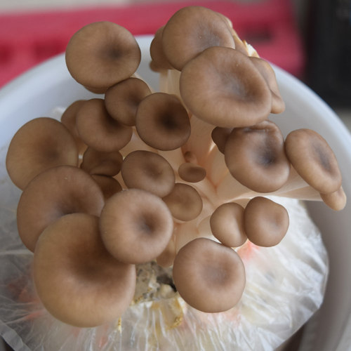 秀珍菇蘑菇菌包食用菌菌包菌棒蘑菇种菌菇种植包阳台种菜蘑菇盆栽 - 图3