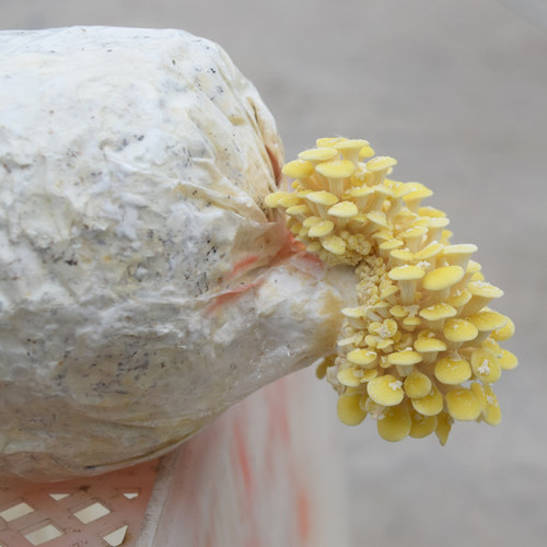 黄金菇菌包食用菌菌包榆黄菇菌包蘑菇菌包盆栽农产品家庭种植 - 图2