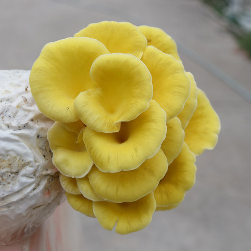 黄金菇菌包食用菌菌包榆黄菇菌包蘑菇菌包盆栽农产品家庭种植 - 图0