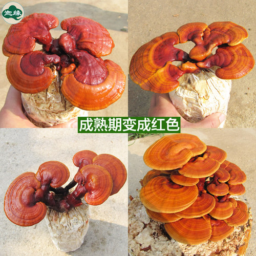 食用观赏活体灵芝盆景盆栽蘑菇灵芝菌包菌种 灵芝种植灵芝苗盆栽 - 图2